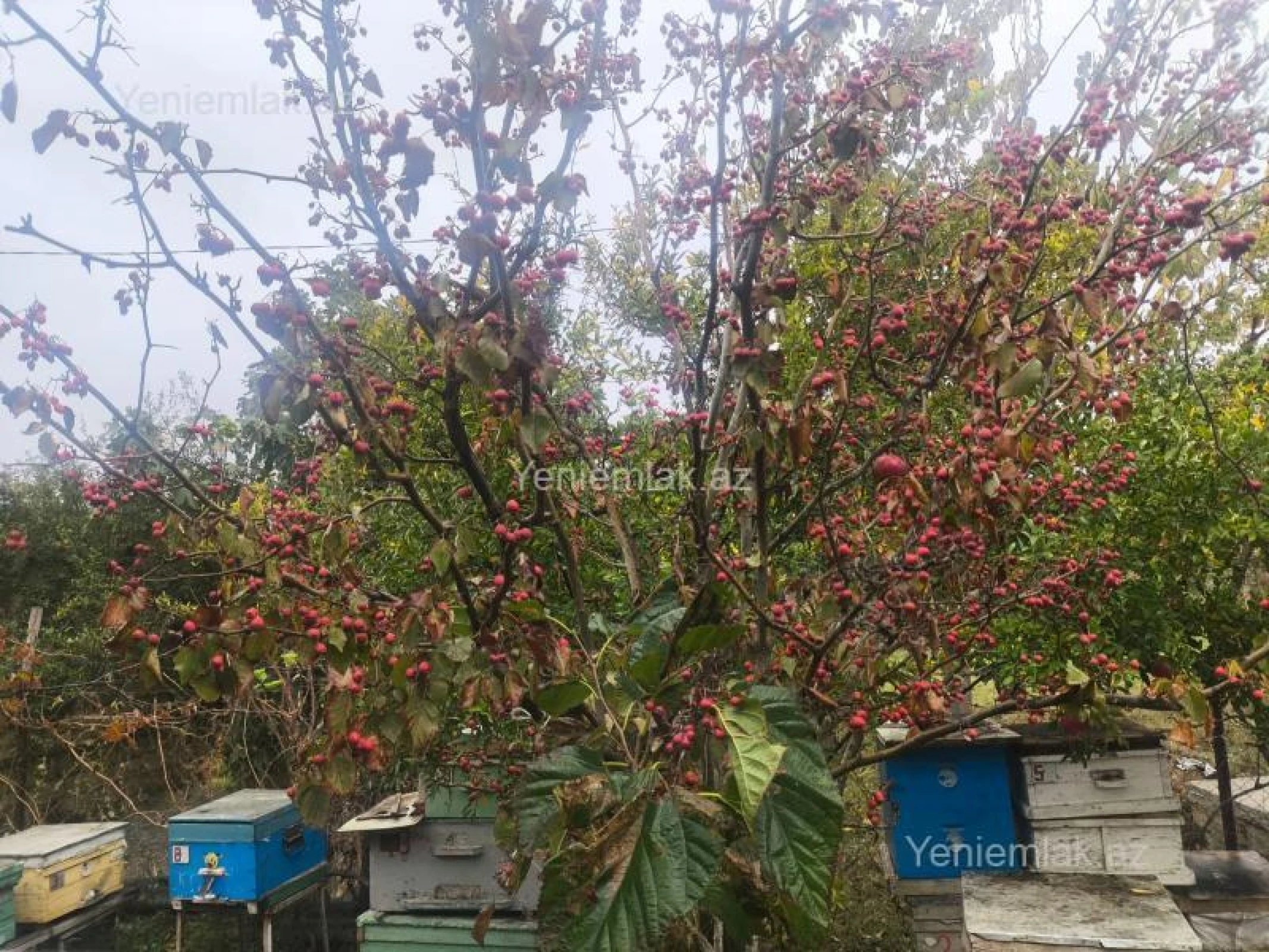 Satılır 6 otaqlı həyət evi 225 m²