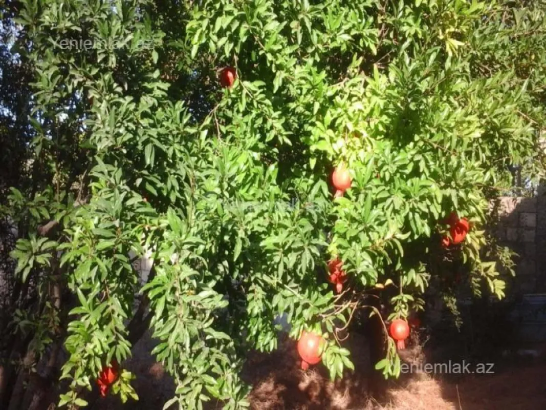Satılır 3 otaqlı həyət evi 60 m²