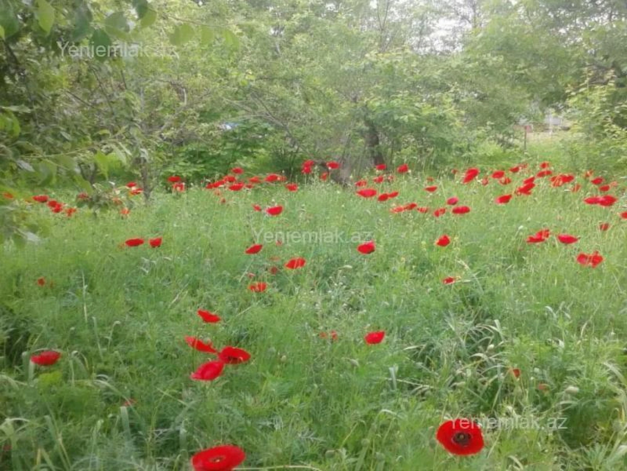 Satılır torpaq sahəsi