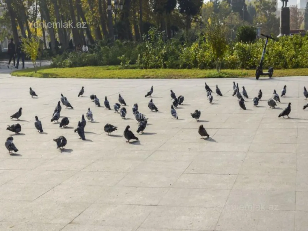 Satılır 3 otaqlı köhnə tikili 85 m²