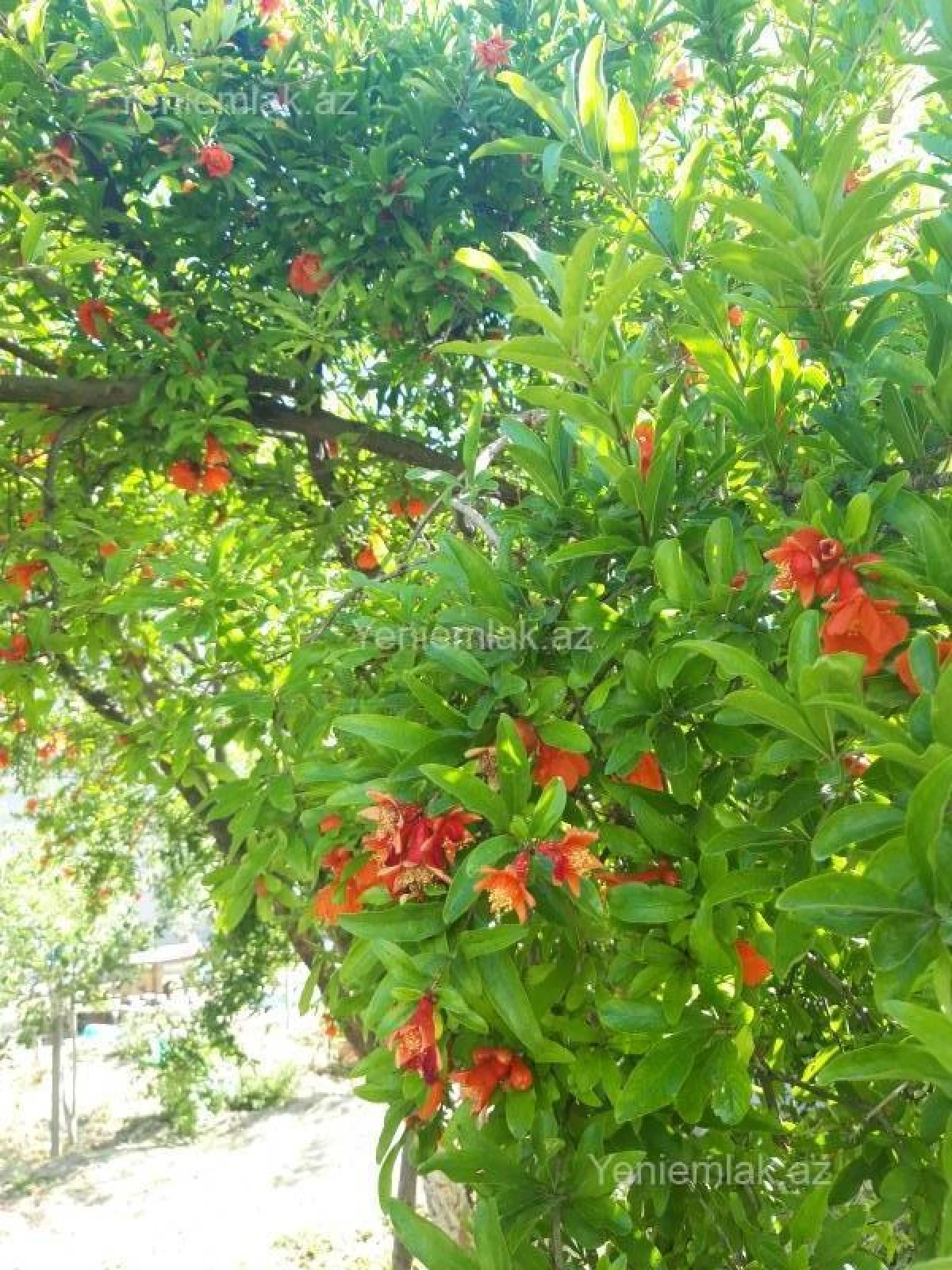 Satılır 6 otaqlı həyət evi 260 m²