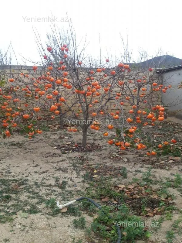 Satılır 6 otaqlı həyət evi 260 m²