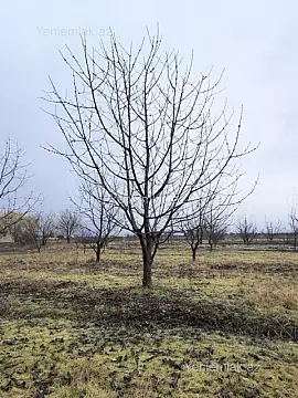 Satılır torpaq sahəsi — Quba