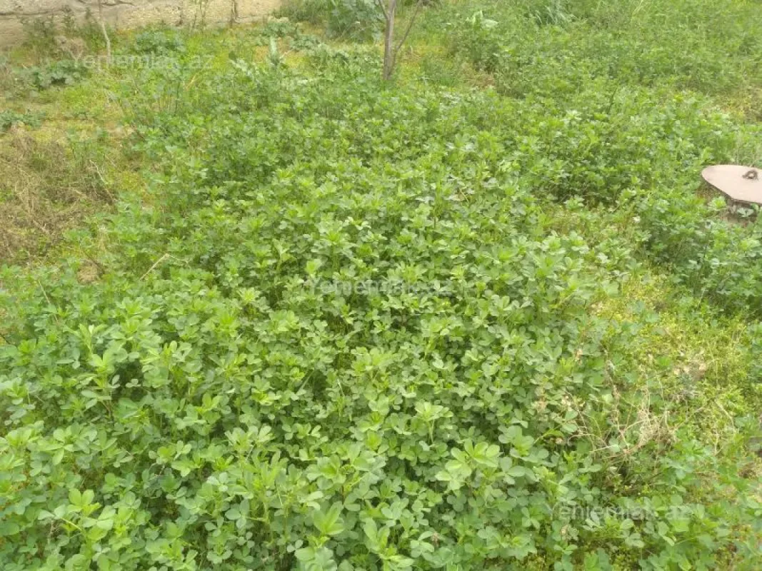 Satılır 3 otaqlı həyət evi 60 m²