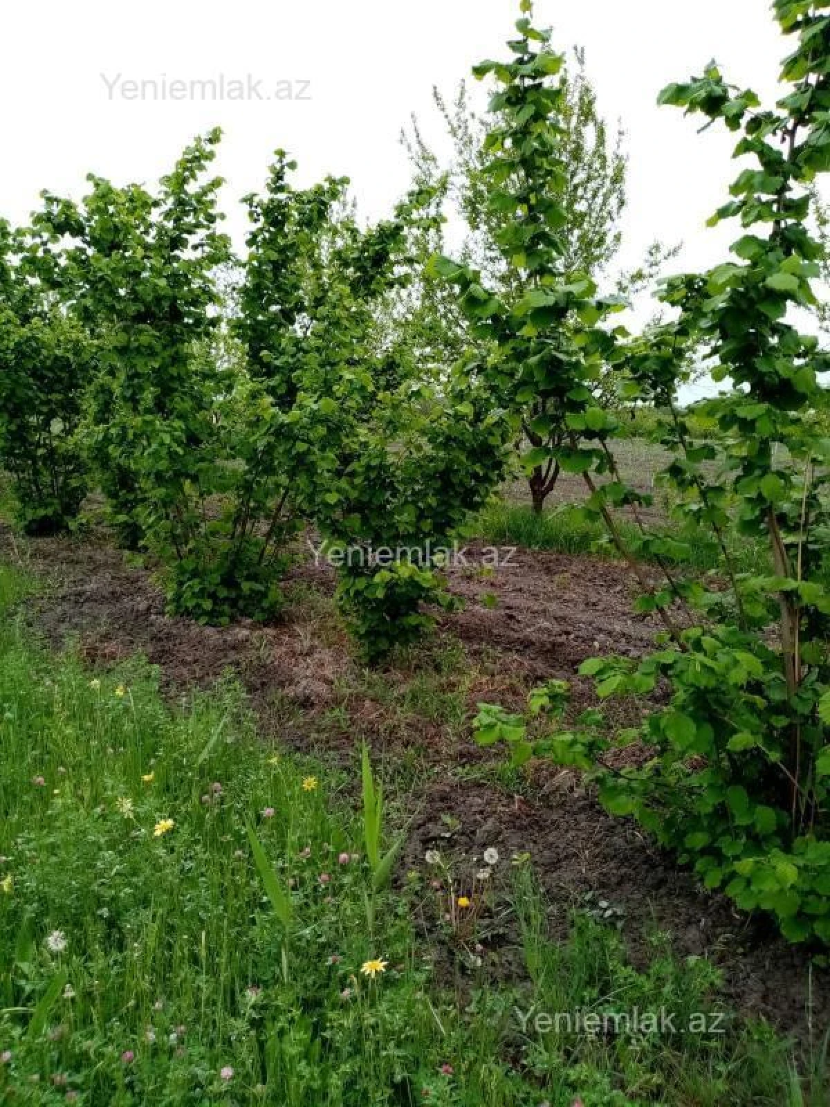 Satılır torpaq sahəsi