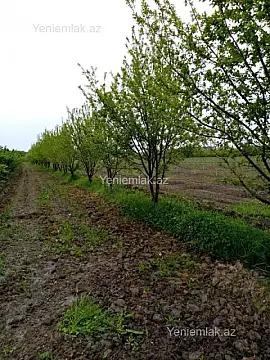 Satılır torpaq sahəsi — Xaçmaz