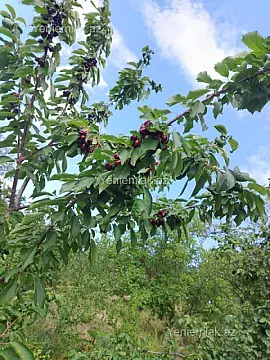 Satılır torpaq sahəsi — Quba