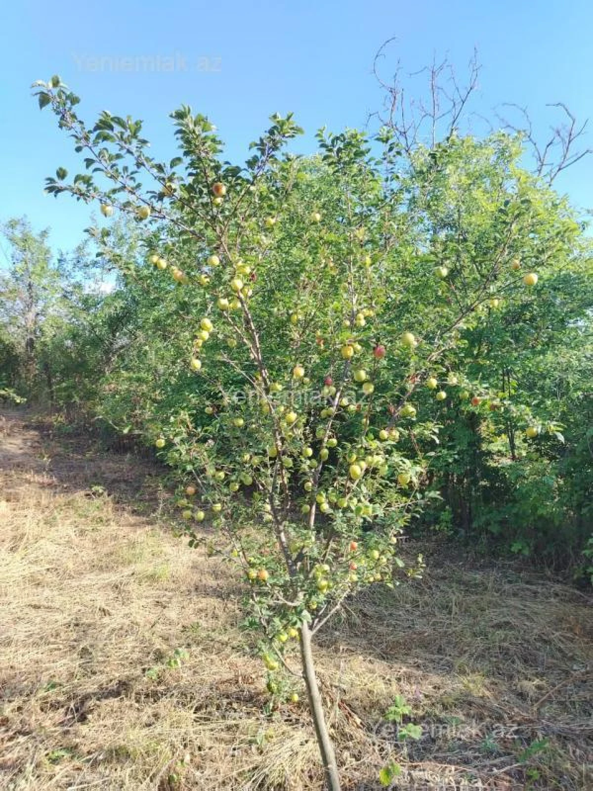Satılır torpaq sahəsi