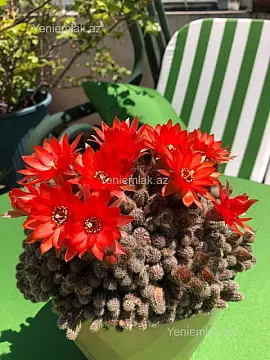 Satılır 6 otaqlı yeni tikili 432.5 m²