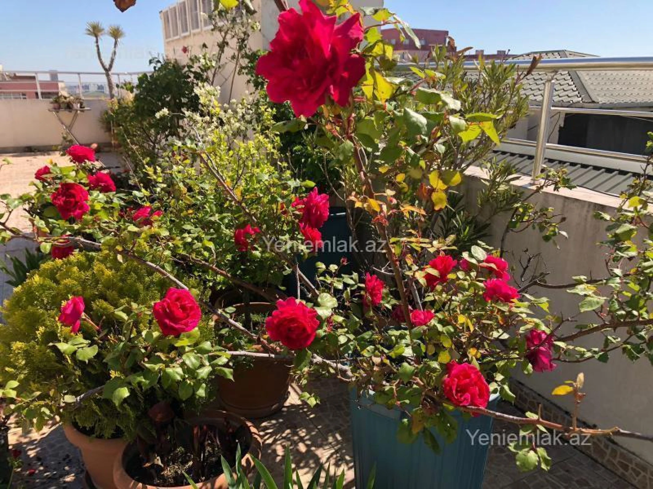 Satılır 6 otaqlı yeni tikili 432.5 m²