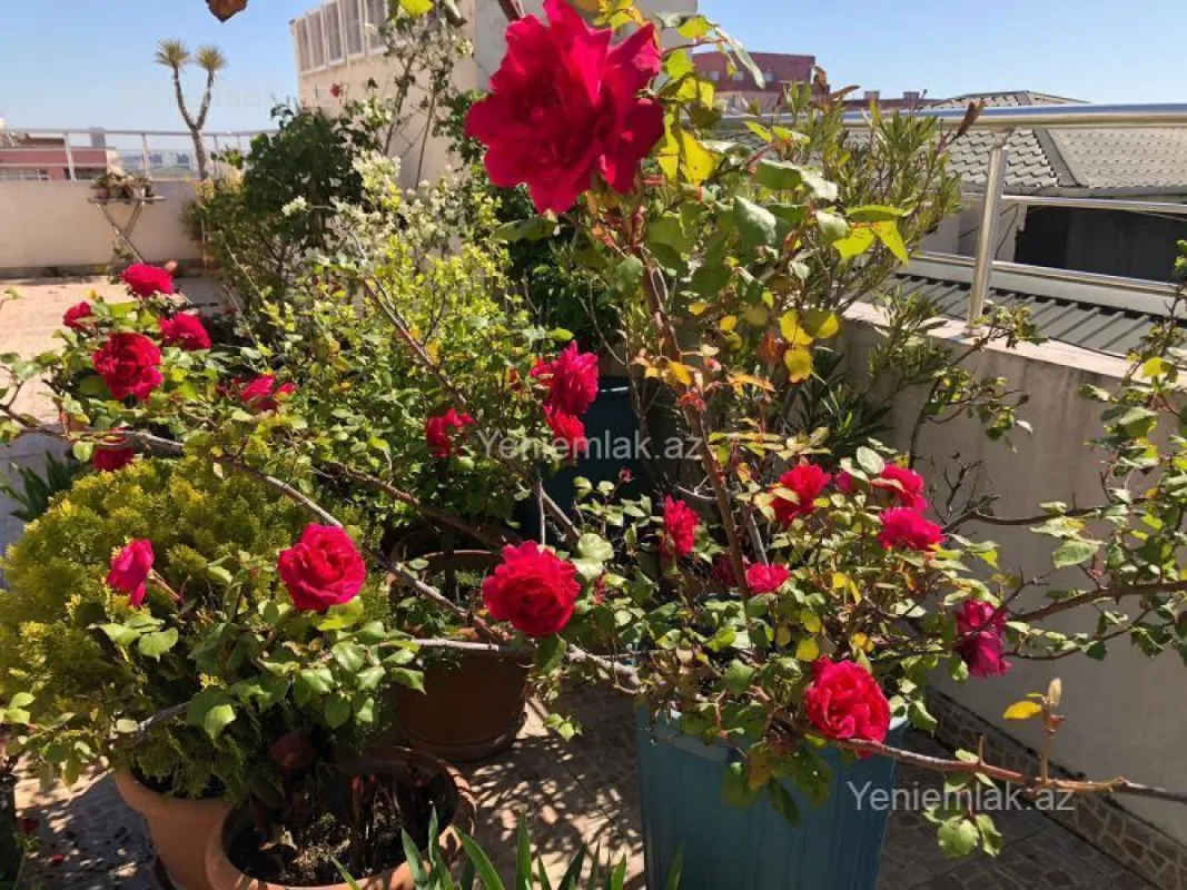 Satılır 6 otaqlı yeni tikili 432.5 m²