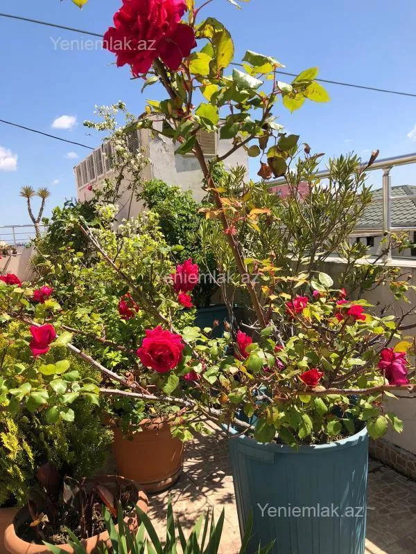 Satılır 6 otaqlı yeni tikili 432.5 m²