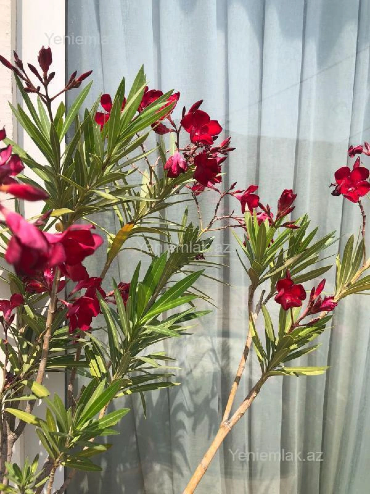 Satılır 6 otaqlı yeni tikili 432.5 m²