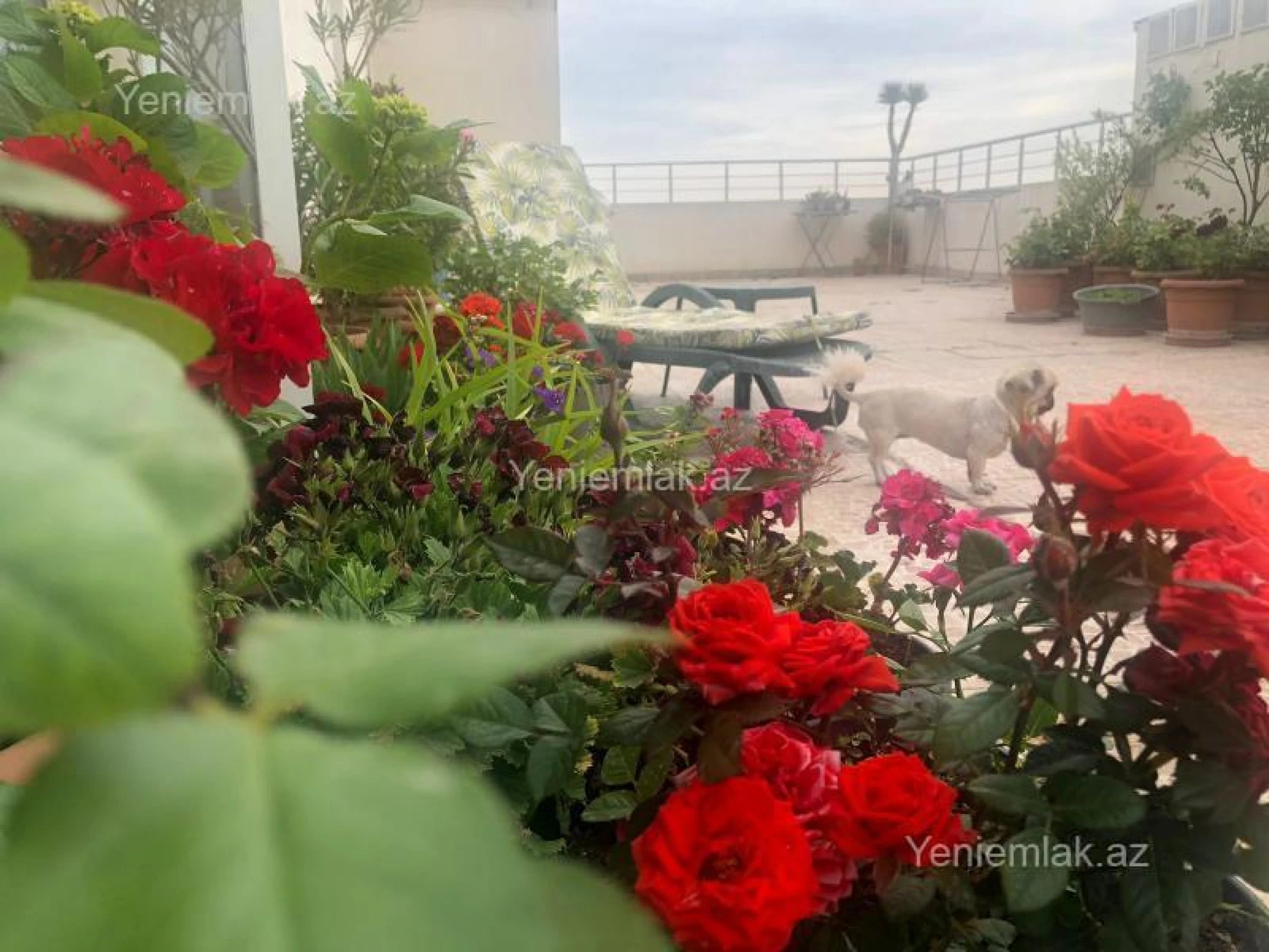 Satılır 6 otaqlı yeni tikili 432.5 m²