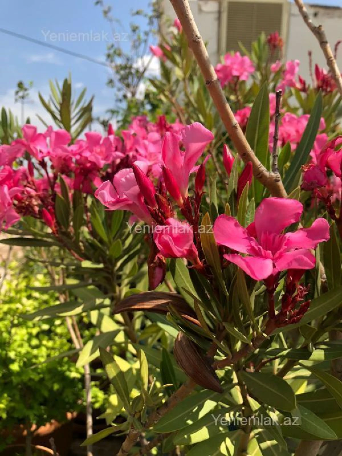 Satılır 6 otaqlı yeni tikili 432.5 m²