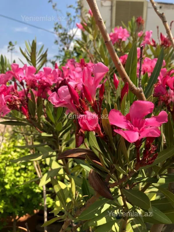 Satılır 6 otaqlı yeni tikili 432.5 m²