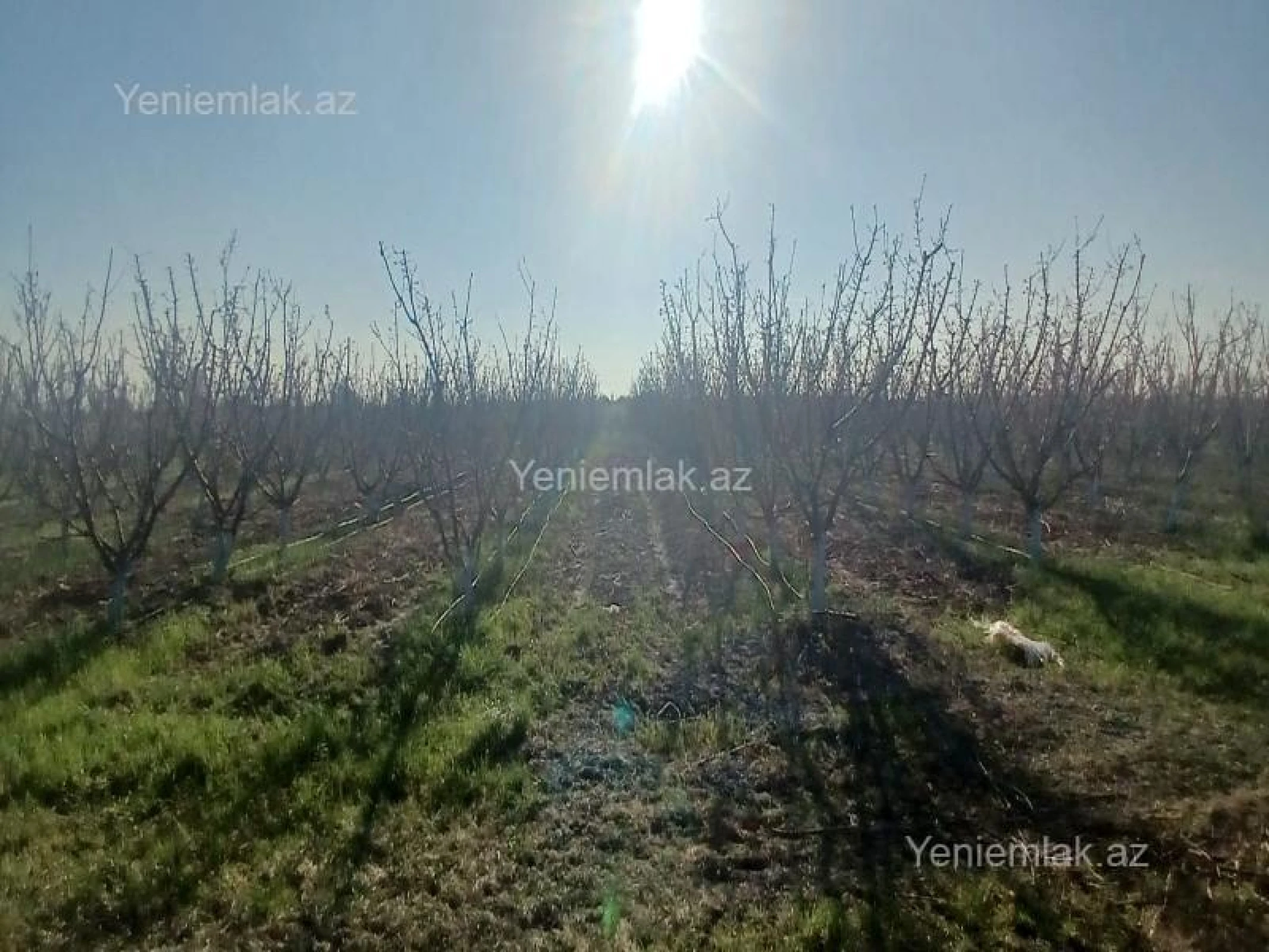 Satılır torpaq sahəsi