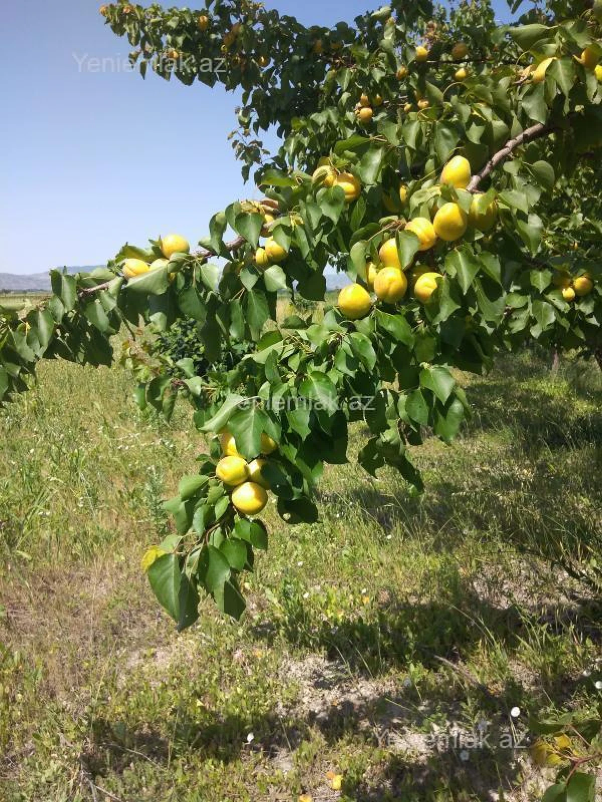 Satılır 6 otaqlı həyət evi 200 m²