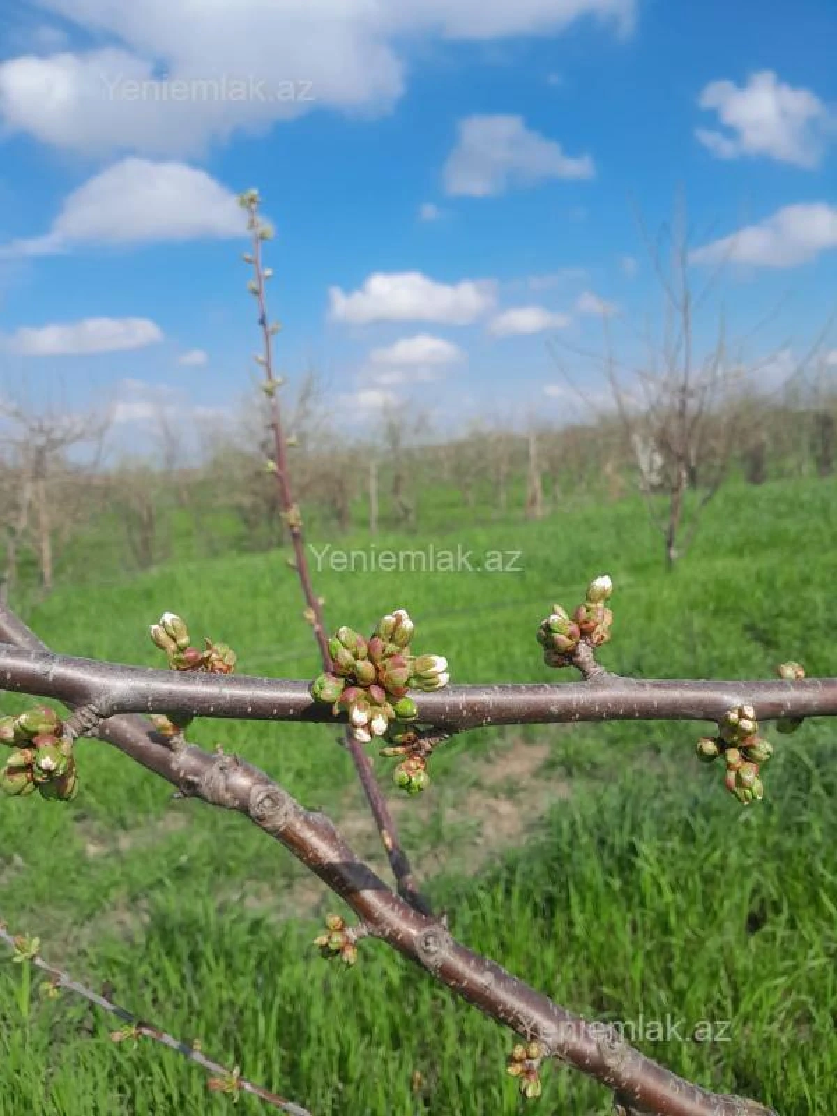 Satılır torpaq sahəsi