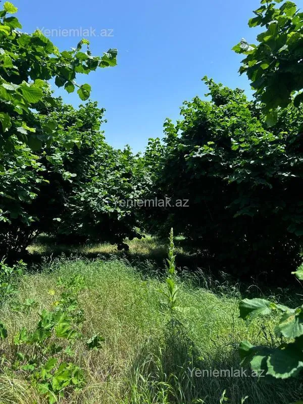 Satılır torpaq sahəsi