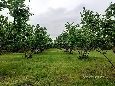 Satılır torpaq sahəsi — Qəbələ