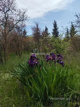Satılır torpaq sahəsi — Sumqayıt, Novxanı