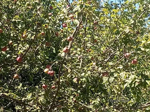 Satılır 4 otaqlı həyət evi 130 m²