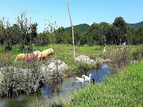 Satılır torpaq sahəsi — Qəbələ
