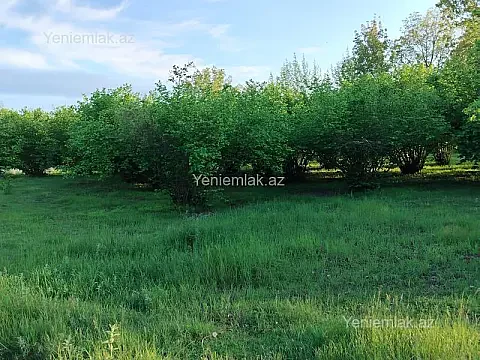 Satılır torpaq sahəsi — Qəbələ