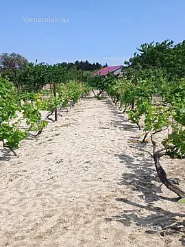 Satılır torpaq sahəsi — Abşeron, Novxanı