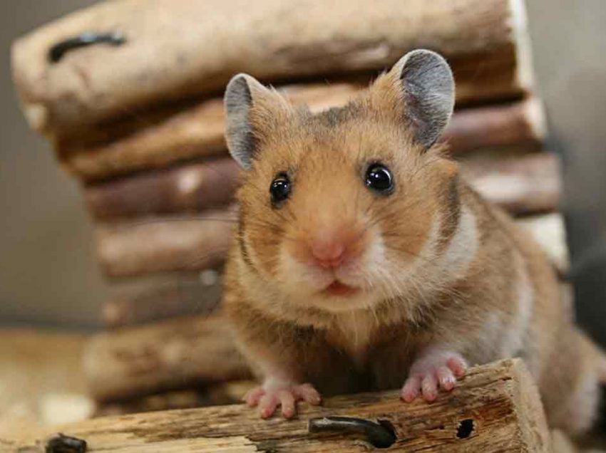 Homemade Chew Toys For Hamsters Wow Blog