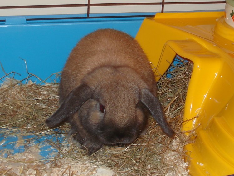 5 Must Know Symptoms That Your Rabbit is Depressed Animal Lova