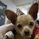 Thumb_dog2