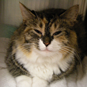 Thumb_cat1