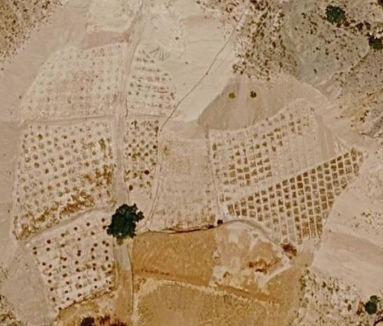 Satellite view of apple orchards planted in grids, Aït Bouguemez