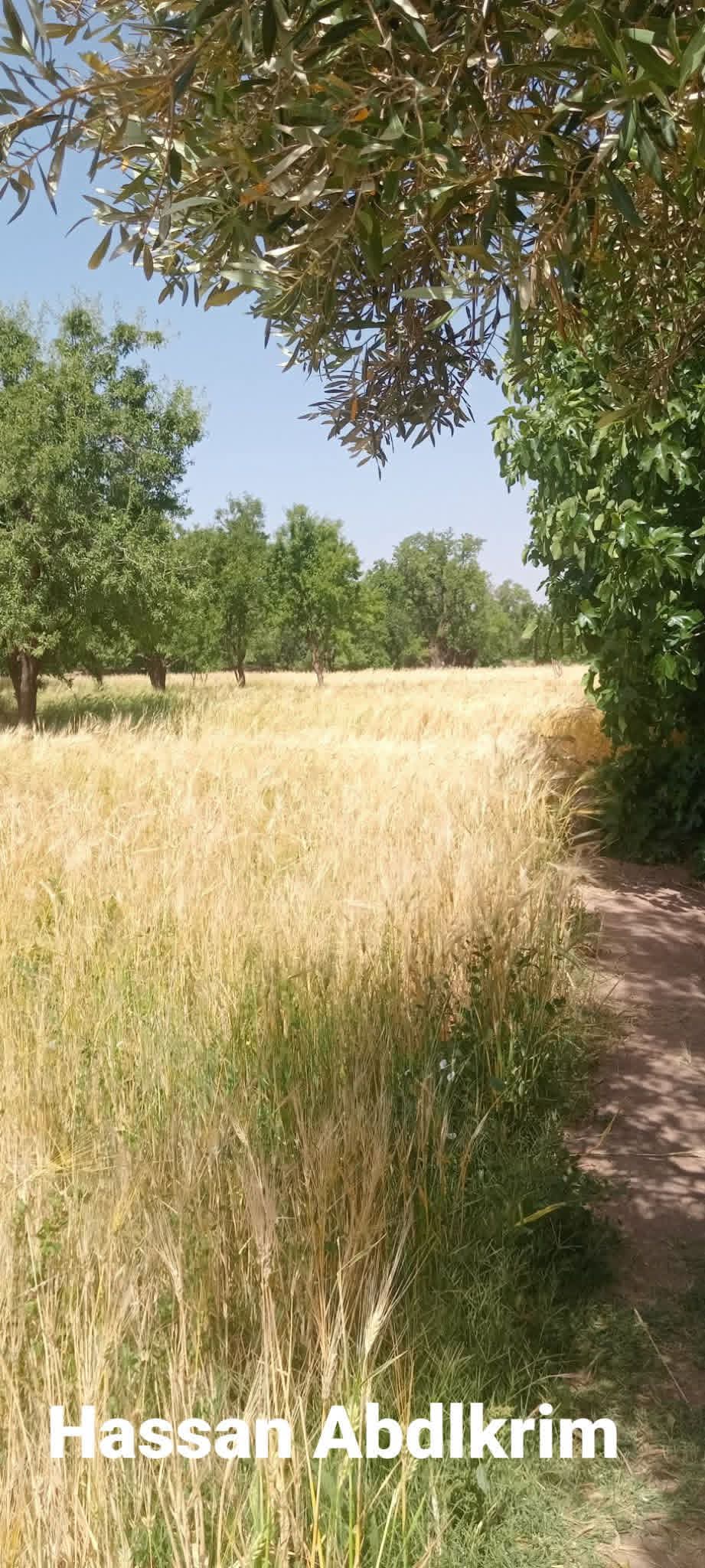 Cooperative Anzal