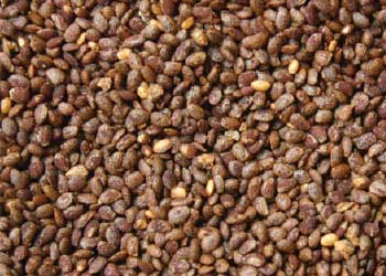 Seeds