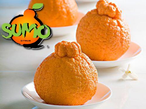 Sumo Suntreat Body