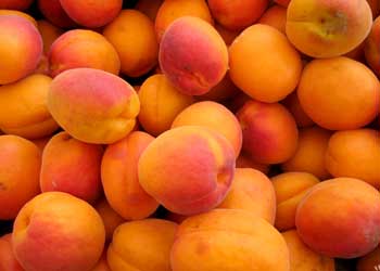 Apricot