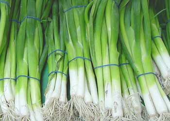 Green Onions