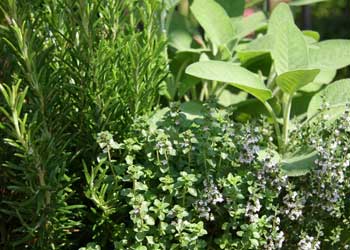 Herbs