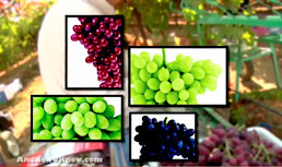 Michael Cutler Company, Anthony Vineyards and California Avocado Commission