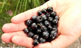 Naturipe Farms, Dole and Freska Produce