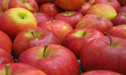 CMI, FirstFruits Marketing & Frieda's