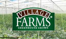 Village Farms: Rainbow Pack Bell Peppers at Southern Exposure 2011