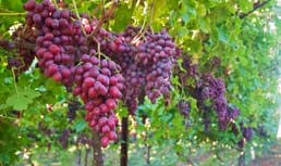 Brazilian Grapes