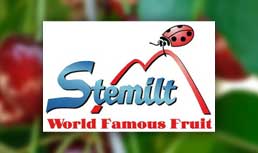 Stemilt: High-Altitude Cherries