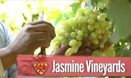 Jasmin Vineyards: Sweet Sunshine Seedless Grapes