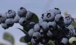 Washington Blueberries