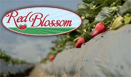 Red Blossom Strawberries: Peak Berry Season